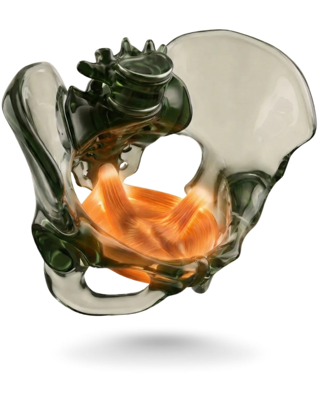 Ilustração da musculatura do assoalho pélvico